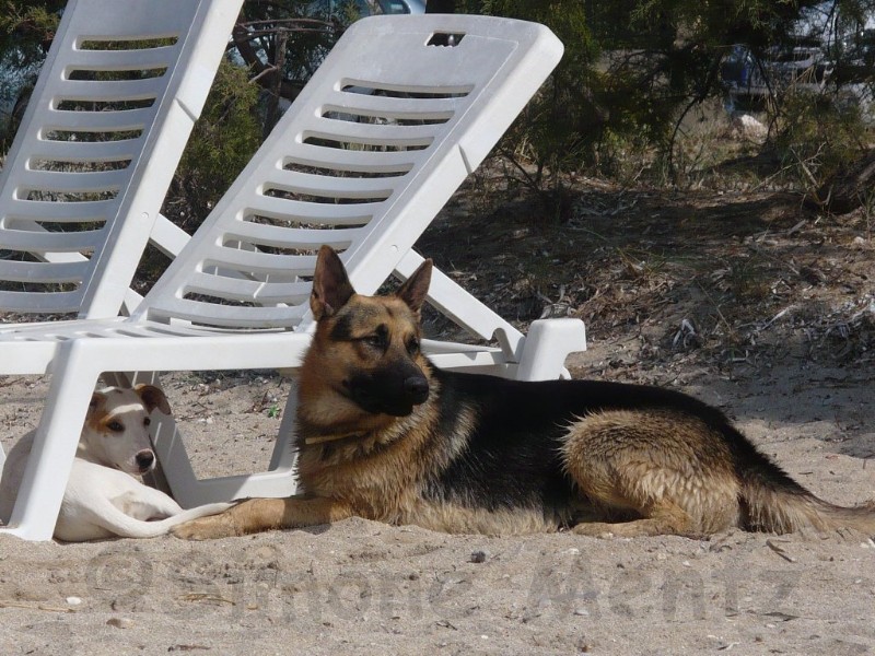 Images/Tiere_ (03).jpg